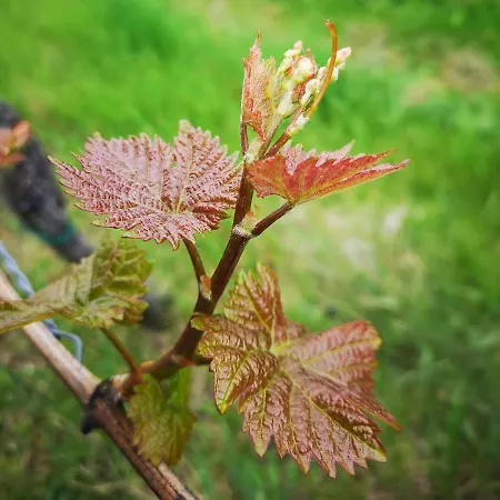 Weingut Albert, Familie Cramer Kitzeck im Sausal