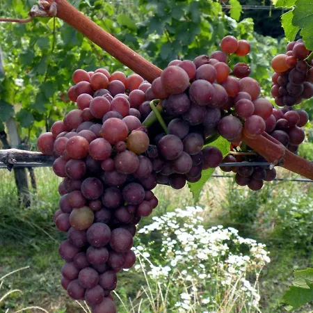 Weingut Albert, Familie Cramer Bed & Breakfast 3*