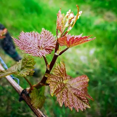 Weingut Albert, Familie Cramer ベッド・アンド・ブレックファスト 3*