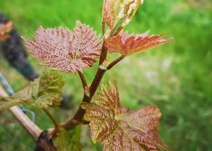 Weingut Albert, Familie Cramer Kitzeck im Sausal