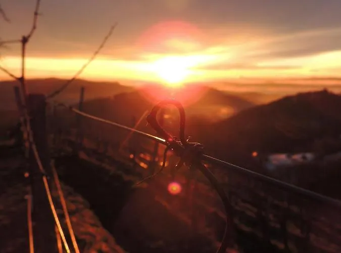 Weingut Albert, Familie Cramer Frühstückspension 3*